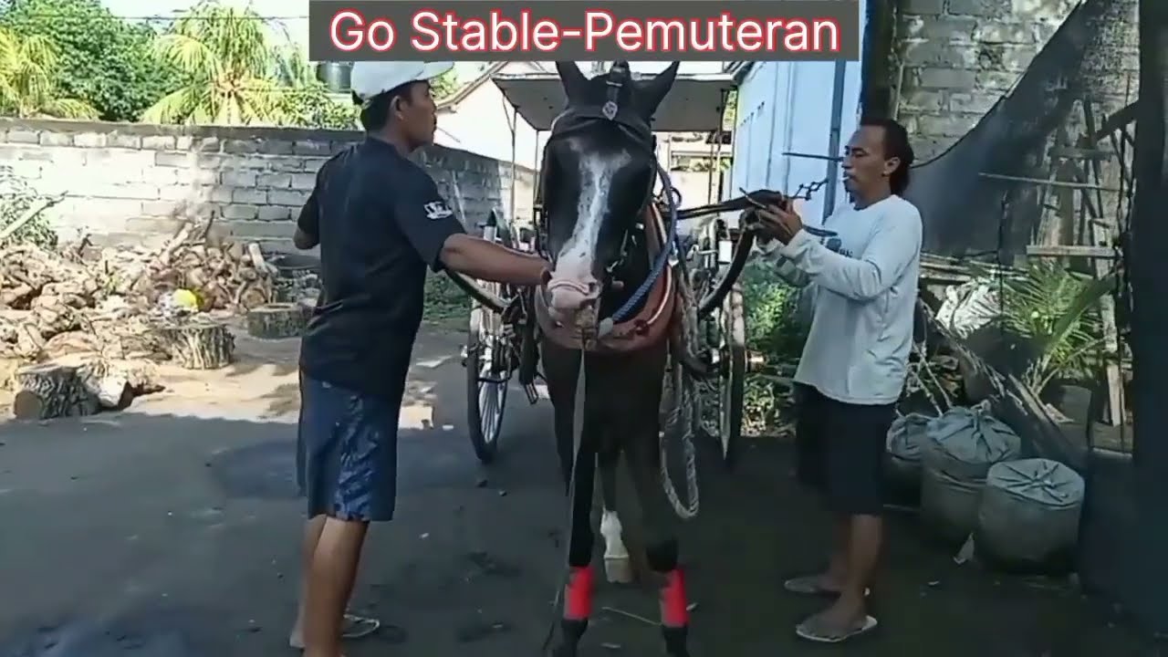 #11. Naik kuda dokar di Bali Utara.