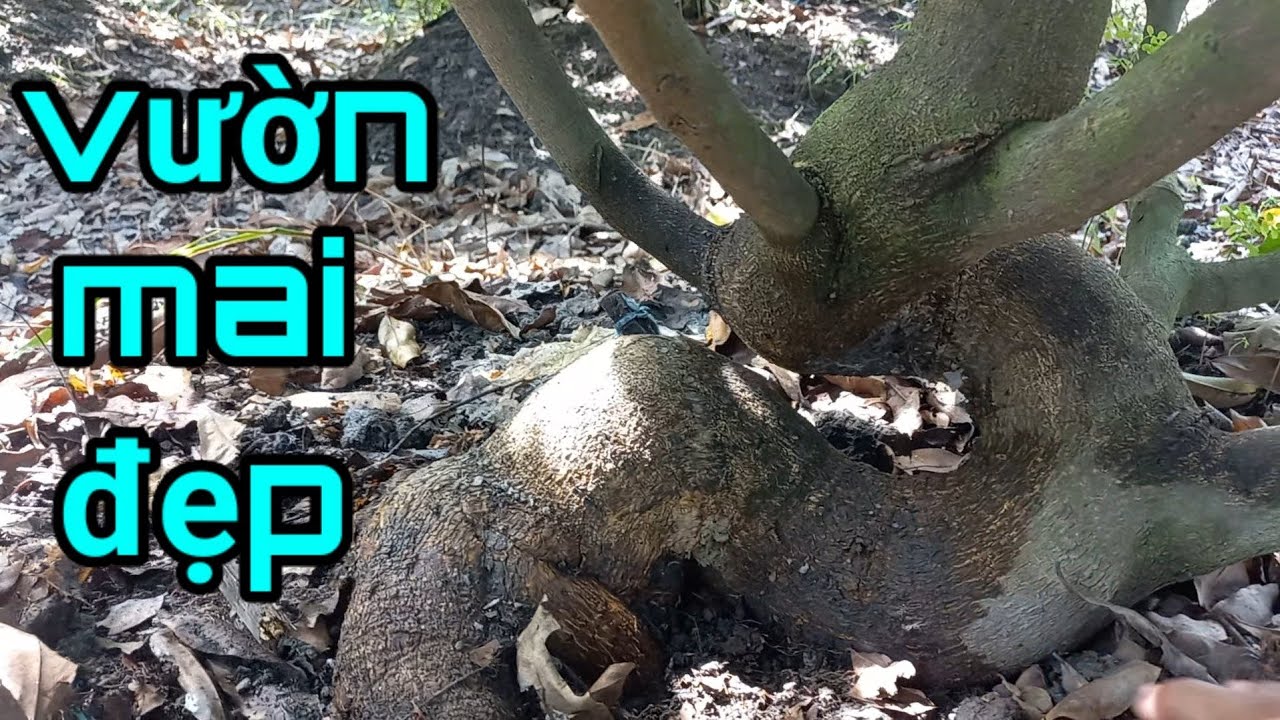 đi khám phá những vườn mai đẹp ở làng mai tân tây