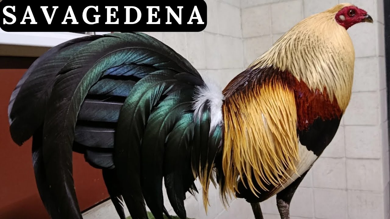 TEXAS 🇺🇸 Outdoor Breeding Pens Feeding Time Shape Chicken Coop Outdoor Savagedena Farm