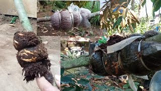 metode cangkok pohon durian agar cepat tumbuh akar