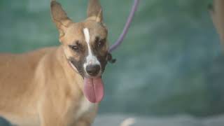 NEW!  A5567741 Sam | Pharaoh Hound Mix