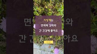 면역력 강화와 간 건강에 좋은 지칭개의 효능과 섭취방법
