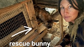 FOR YOU BABY CHRISTMAS BUNNIES • XMAS SPECIAL at our SIMPLE LIFE on our HOMESTEAD in CENTRAL ITALY