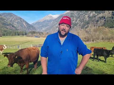 Die Kuh ist kein Klimakiller