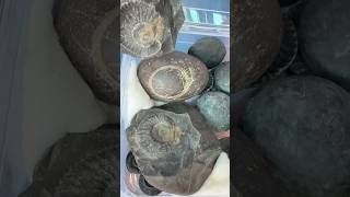 6 Crore Year Old Shaligram In Dwarka Gujarat- Symbol of Lord Vishnu 😱 #ytshorts #shorts