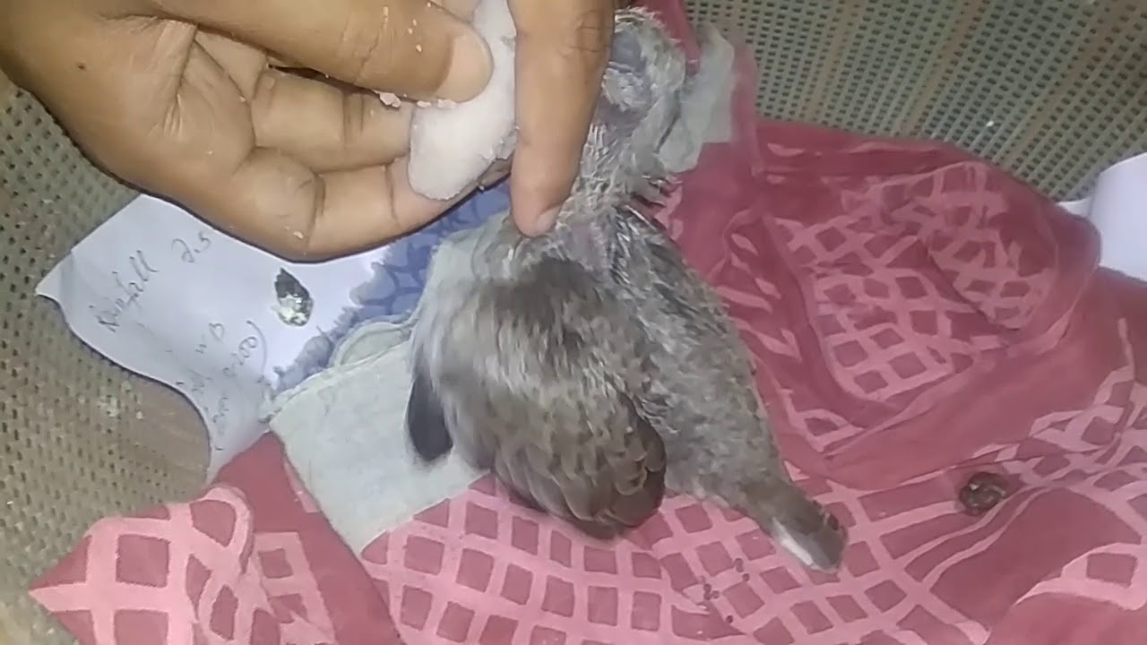 hand-feeding-of-dove-chick-how-to-feed-baby-dove-youtube