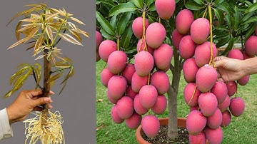 🌱 How to Propagate Mango Tree from Cuttings | Easy Mango Plant Growing Method