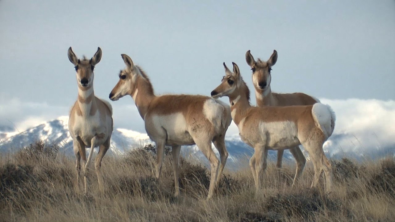 Pathfinder Ranches Introduction - YouTube