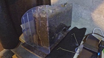 Halting my latest worm bin time-lapse at 80 days