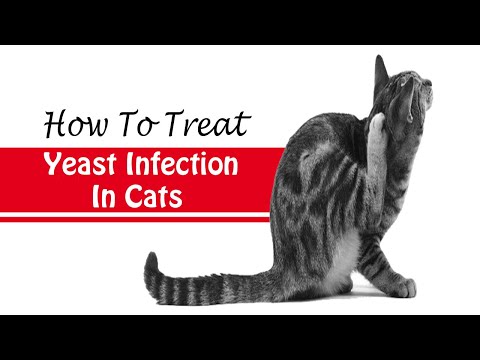 वीडियो: बिल्लियों में फंगल संक्रमण (खमीर)