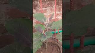 Boost Your Brinjal Plant Yields by This Way. #garden #nature