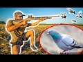 Chasser le pigeon au fusil  pompe  chassercuisinermanger