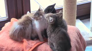 14 Kittens -- Licking and Grooming Each Other by 14Kittens 27,015 views 5 years ago 2 minutes, 3 seconds