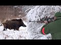 Hunting Serbia - Wild boar hunting | Lov na divlje svinje - Mali Zvornik | Caccia ai cinghiali