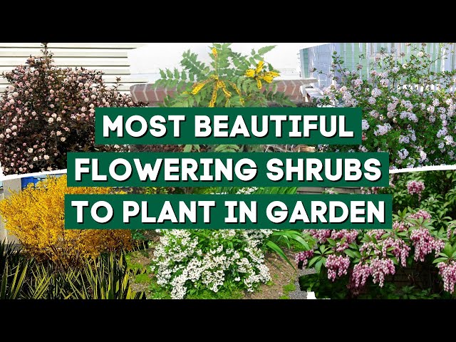 The Most Beautiful Shrubs to Plant in Your Garden 🏡 || PlantDo Home & Garden 👍👌 class=