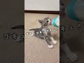 子猫のミルク時間。生後1ヶ月サバ白猫ちゃん / Kitten milk time. Silver and White Tabby cat #shorts