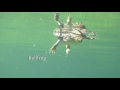 I See Fish People - Lake Maidstone in MaidStone