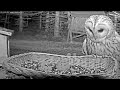 Owl visits the feeder/Сова прилетела семечек по есть