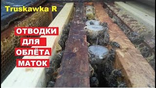 видео: #Пчёлы. Отводки для облёта неплодных пчелиных маток. Легко и просто. картинка: #Пчёлы. Отводки для облёта неплодных пчелиных маток. Легко и просто.