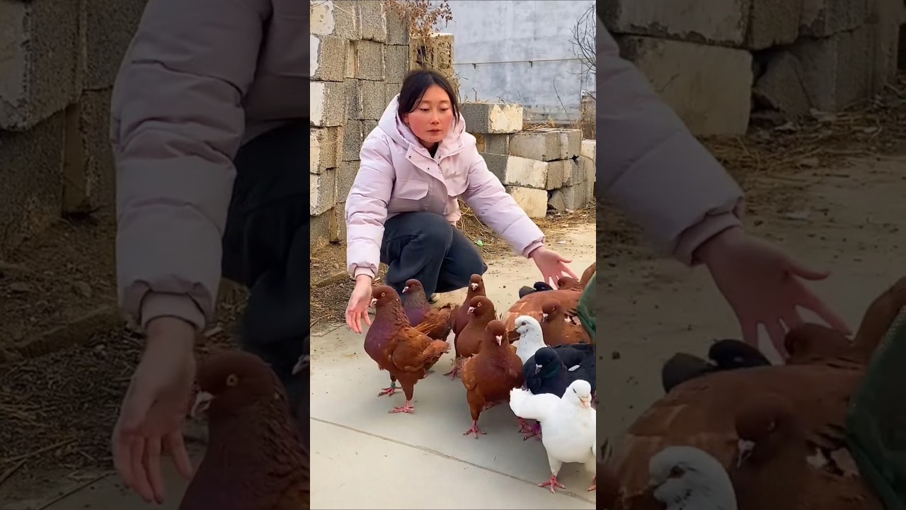 King Size Fancy Kabootar 🕊️ | Beautiful Giant Pigeon | Rare Fancy Birds 