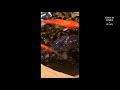 Японские карпы разных цветов