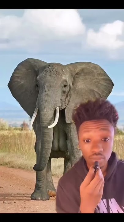 Top 5 Heaviest Animals In The Entire World miahmooooo animals top-5-heaviest-animals-in-the-entire-world-miahmooooo-animals