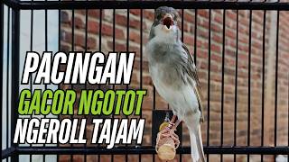 Download lagu Kenari Macet Bunyi Langsung Nyaut !! Terapi Kenari Gacor Durasi Panjang !!