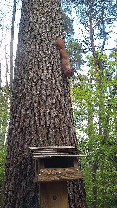 ШО #белка #білка #пениептиц #nature#весна #пушистики #рыжая - YouTube