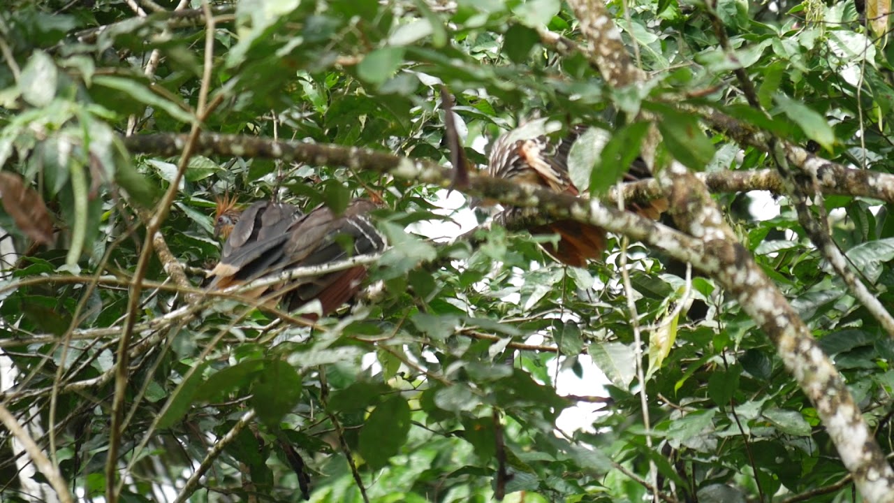Amazon Bird Watching Trips in Ecuador: The Feathered "Cow" Hoatzin