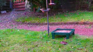 Holy Loch And Garden Wildlife Dunoon Scotland