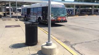 CTA All New NovaLFS Bus Route 81 Lawrence (Cubs NovaLFS)