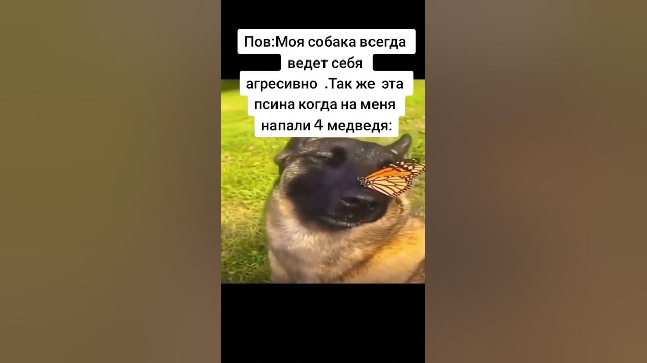 Собака с лапой на носу мем Как выглядит собака с самым длинным в мире носом Рамблер/субботний