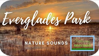 🏞️ Florida Everglades National Park Frogs Sound for Stress Relief, Study Relaxing Nature Sounds screenshot 5