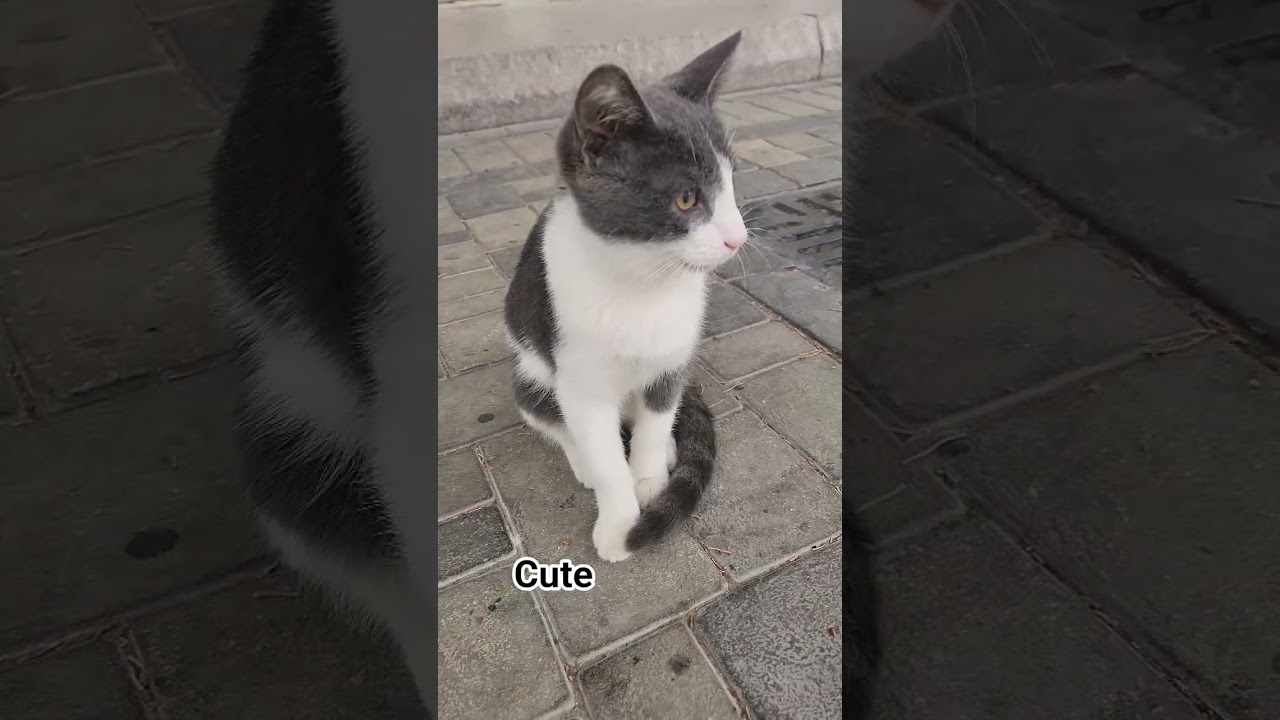cat on the street #cat #cute  #cutecat #streetcat
