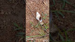 Giant African snail // #Africansnail // #snail