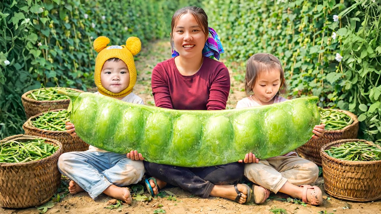 Green bean harvesting process – Cooking fish in tomato sauce, stir-fried beans with pork for family