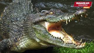 15/05/2024: Crocodile hunting licenses offered in Sabah; but lukewarm response