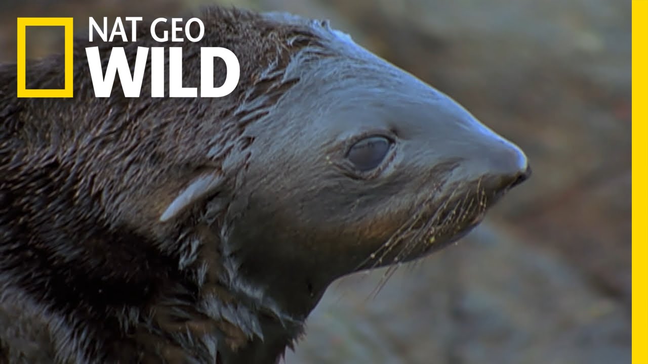 A Tough Lesson For A Seal Pup | Land Of 10,000 Grizzlies