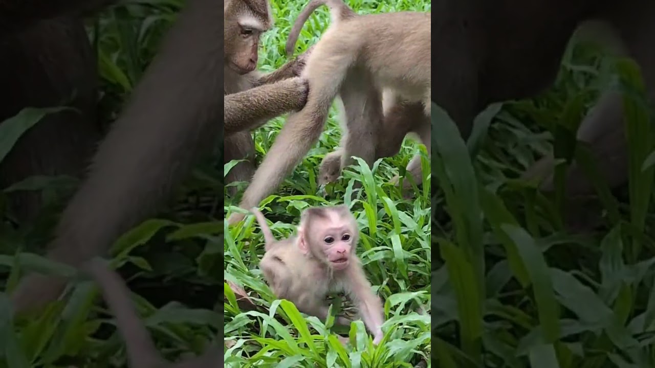 Mama Monkey's Love Story: Caring for Newborn Lynx and Her Growing Family #45