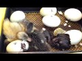 Watch baby duckling hatch