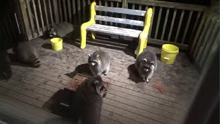 Monday 20 November 2023  Five Raccoons Too Cold Out