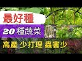 最好種的懶人蔬菜【適合新手種植】產量高，蟲害少，少打理【香菜，豌豆，櫻桃蘿蔔，甜菜根，蕃茄，西洋芹，韓國芝麻葉，地瓜葉，空心菜，秋葵，馬鈴薯，長豆，毛豆，九層塔，羅勒，香菜，大蒜，蔥，洋蔥，迷迭香】