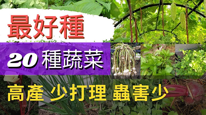 最好種的20種懶人蔬菜/適合新手種植/高產，蟲害少，少打理/香菜，豌豆，櫻桃蘿蔔，甜菜根，蕃茄，西洋芹，韓國芝麻葉，地瓜葉，空心菜，秋葵，馬鈴薯，長豆，毛豆，九層塔，羅勒，香菜，大蒜，蔥，洋蔥，迷迭香 - 天天要聞