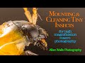 Mounting and cleaning tiny insects  for high magnification macro photography