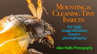 Mounting and Cleaning Tiny Insects - for high magnification macro photography