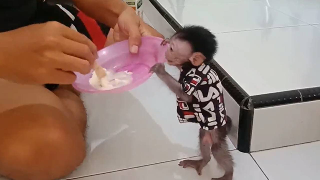 Cute baby monkey and funny...
