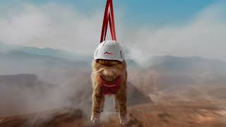 Look at what The Most Relaxed Cat does on vacation in Ras Al Khaimah @VisitRasAlKhaimah