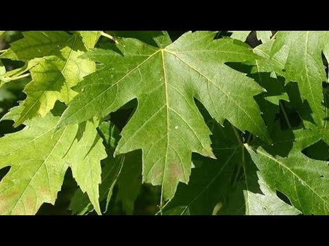 Çinar yarpağının bu faydalarını heç bilirdiniz?  Çinar yarpağının möcüzəvi faydası