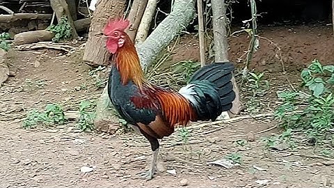 muag qaib qug txuam pom 2 /gà mồi f2. 55