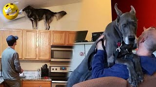 Unleashing Drama: Hilarious Moments at the Vet by Animals Fun Time 2,363 views 3 months ago 9 minutes, 54 seconds